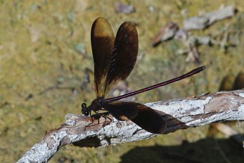 Réf. 74 764 : Calopteryx haemorrhoidalis
