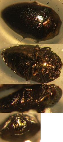 Réf. 74 733 : Trachys troglodytiformis