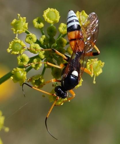 Réf. 74 798 : Eutanyacra picta