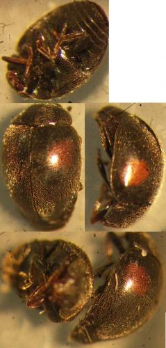 Scymnus sp.