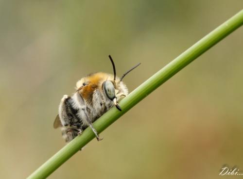 Réf. 74 231 : Anthophora femorata