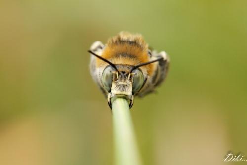 Réf. 74 427 : Anthophora femorata
