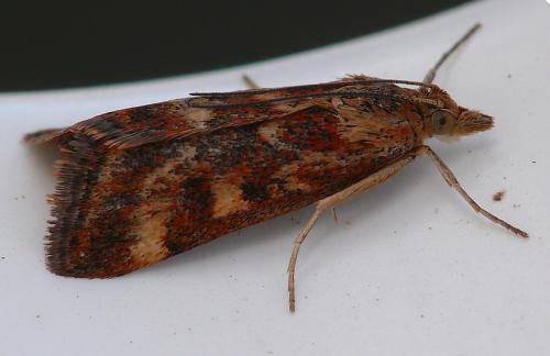 Pyrausta despicata