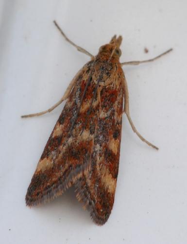 Réf. 74 290 : Pyrausta despicata
