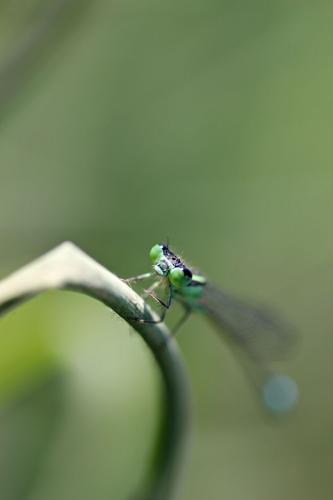 Réf. 74 146 : Ischnura genei