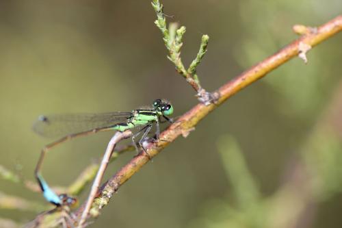 Réf. 74 147 : Ischnura genei