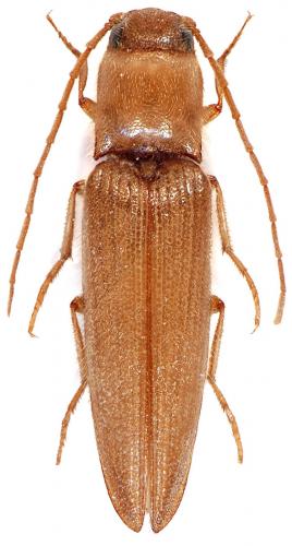 Réf. 74 069 : Isidus moreli