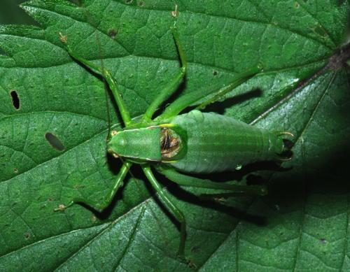 Réf. 74 304 : Isophya pyrenaea