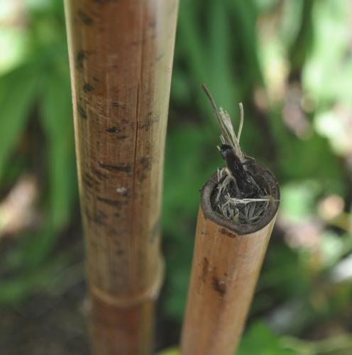 Isodontia mexicana