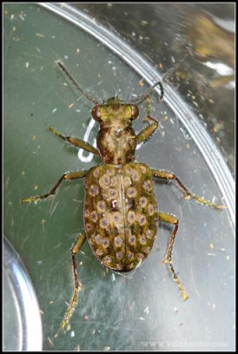 Réf. 74 002 : Elaphrus riparius
