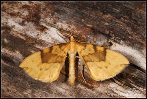 Réf. 74 000 : Gandaritis pyraliata