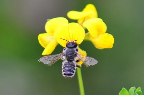 Megachile sp.