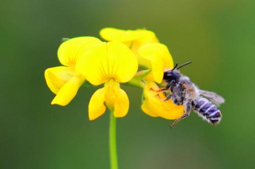 Megachile sp.