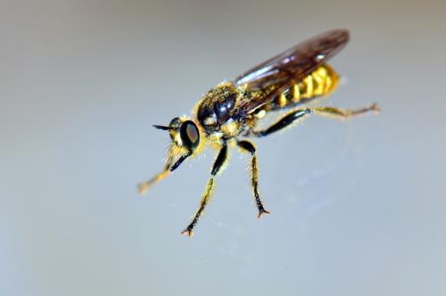 Réf. 74 793 : Choerades fimbriata