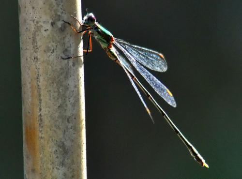 Chalcolestes viridis
