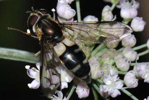 Réf. 74 830 : Leucozona laternaria