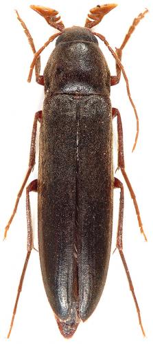 Réf. 74 121 : Serropalpus barbatus