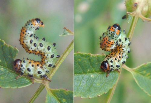 Arge ochropus