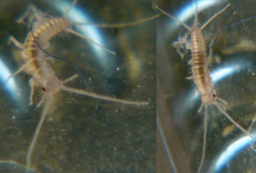 Ctenolepisma sp.