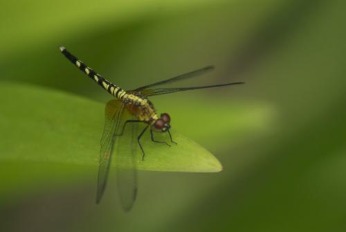 Réf. 74 636 : Erythrodiplax unimaculata