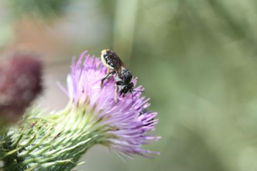 Lithurgus chrysurus