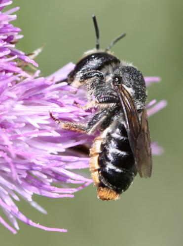 Lithurgus chrysurus