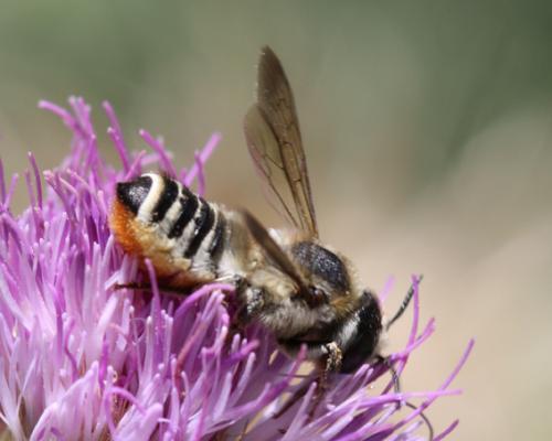 Megachile sp.