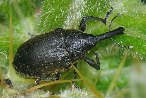 Réf. 74 410 : Larinus sturnus