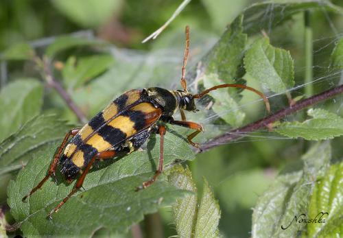 Réf. 74 068 : Leptura aurulenta