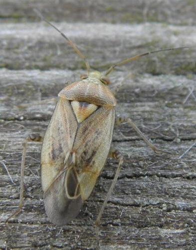 Réf. 74 502 : Lygus rugulipennis