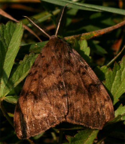 Lymantria dispar
