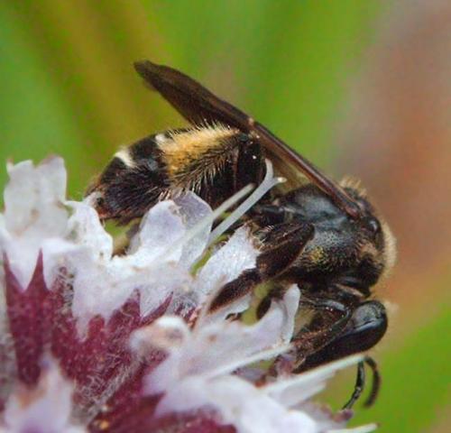 Macropis europaea