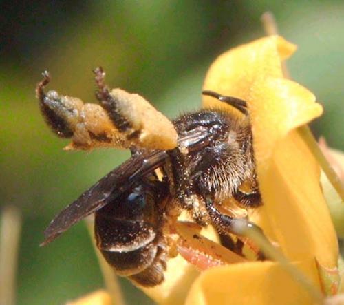 Macropis sp.