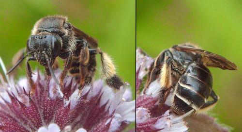 Réf. 74 472 : Macropis europaea