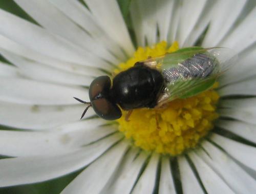 Réf. 74 283 : Oplodontha viridula