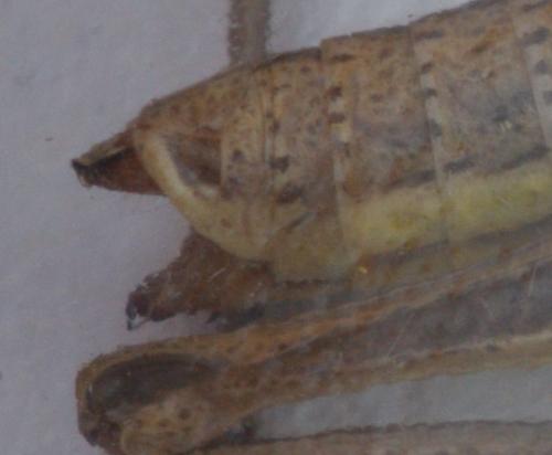Euchorthippus declivus