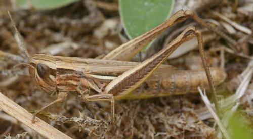 Euchorthippus declivus