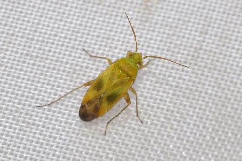 Megalocoleus tanaceti