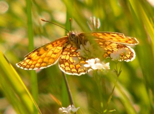 Melitaea sp.