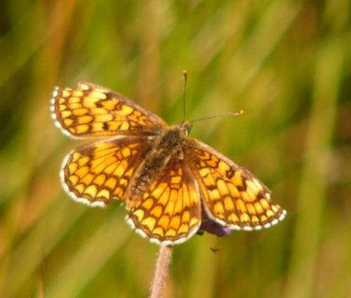 Melitaea sp.