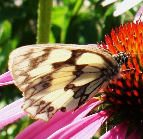Melanargia sp.