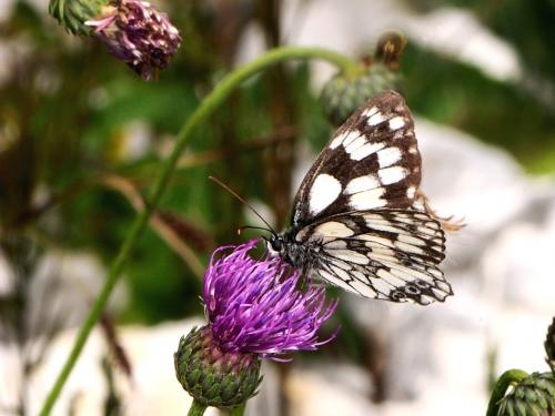 Melanargia galathea