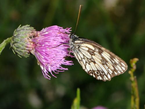 Melanargia galathea
