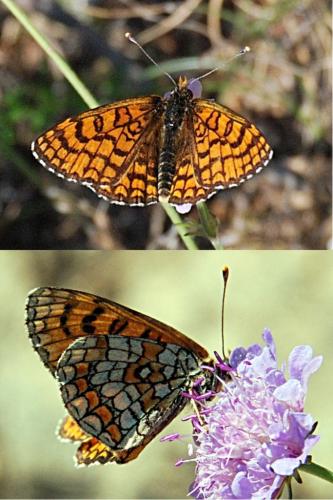 Melitaea deione