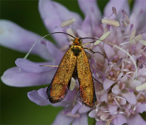 Nemophora metallica