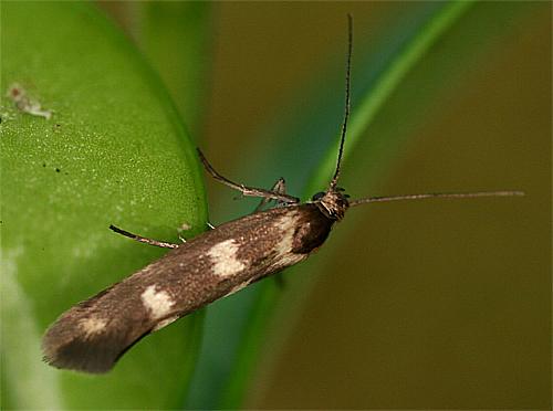 Réf. 74 216 : Scythris scopolella