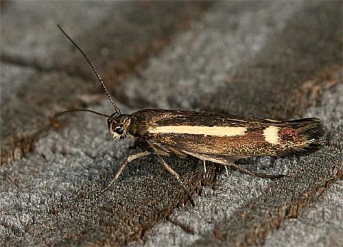 Scythris heinemanni