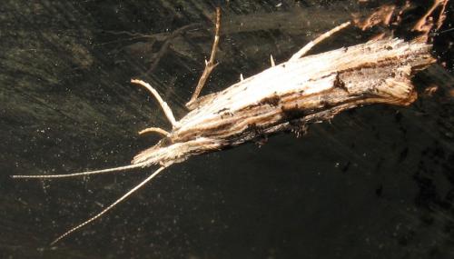 Ypsolopha scabrella