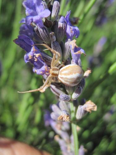 Réf. 74 622 : Runcinia grammica
