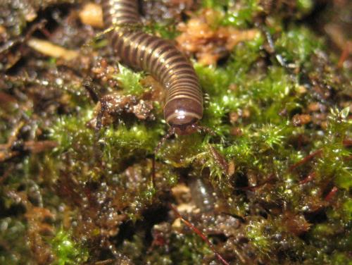 Cylindroiulus sp.